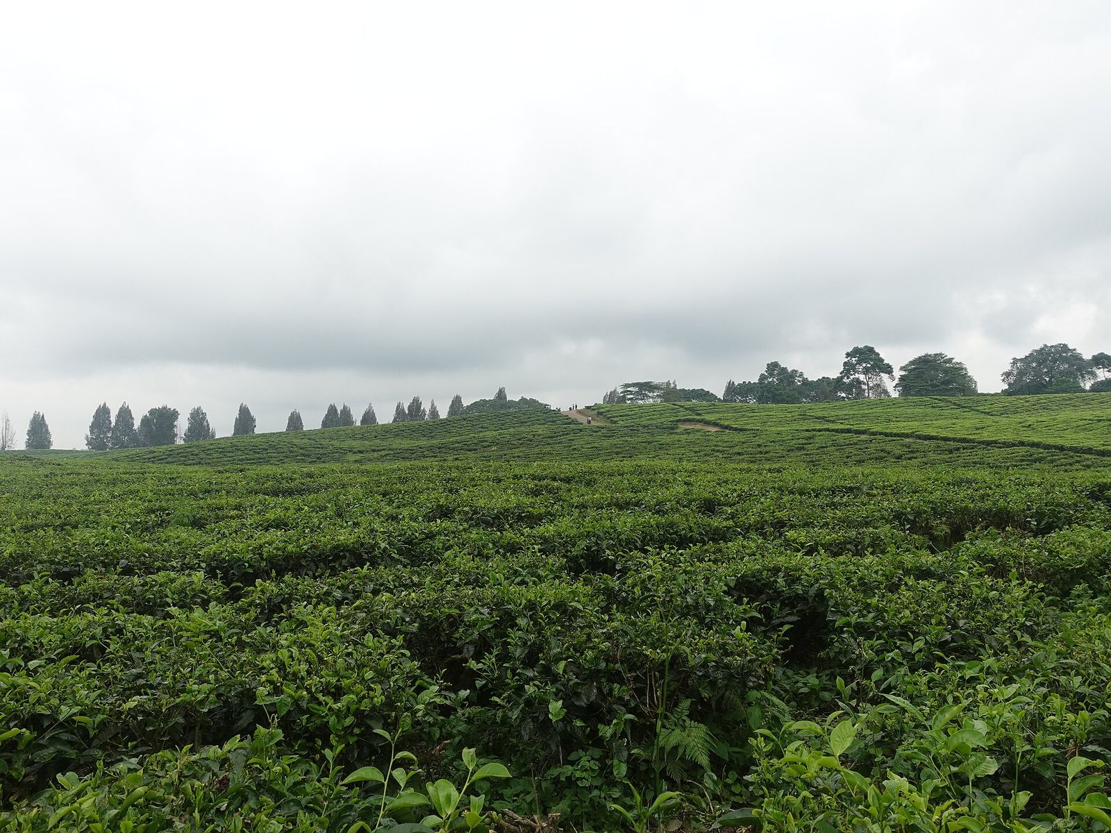 Kebun Teh Sidamanik (Bah Butong)