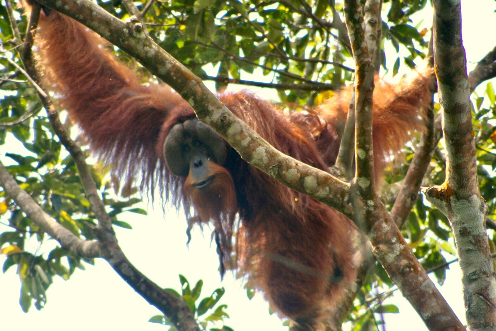 Tangkahan